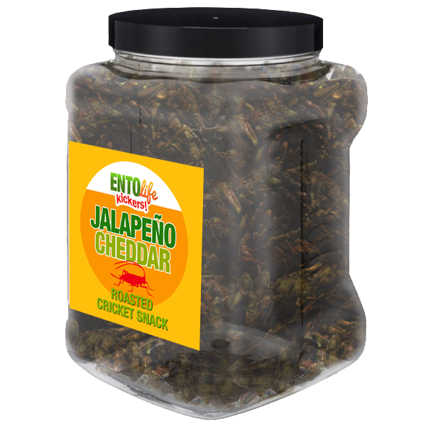 Jalapeno Cheddar Flavored Cricket Snack - Pound Size - HEAT + CHEESE = INSTANT WINNER! -