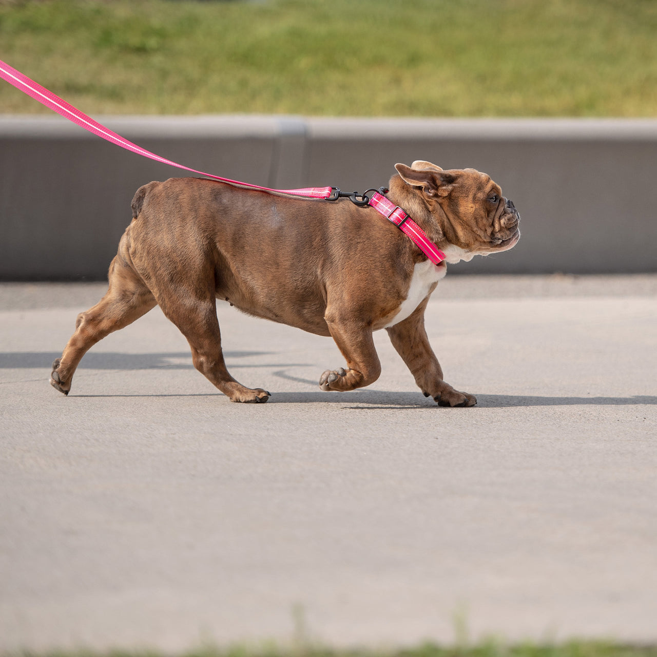 Reflective Collar - Neon Pink - 5 SIZES -