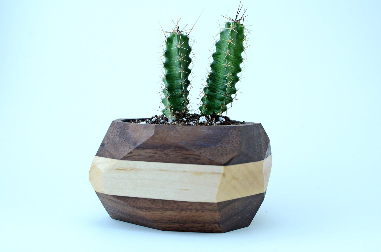 Iron Roots Design - Geometric Cactus & Succulent Planter - 2 COLORS -