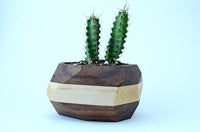 Thumbnail for Iron Roots Design - Geometric Cactus & Succulent Planter - 2 COLORS -