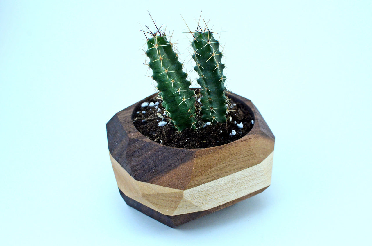 Iron Roots Design - Geometric Cactus & Succulent Planter - 2 COLORS -