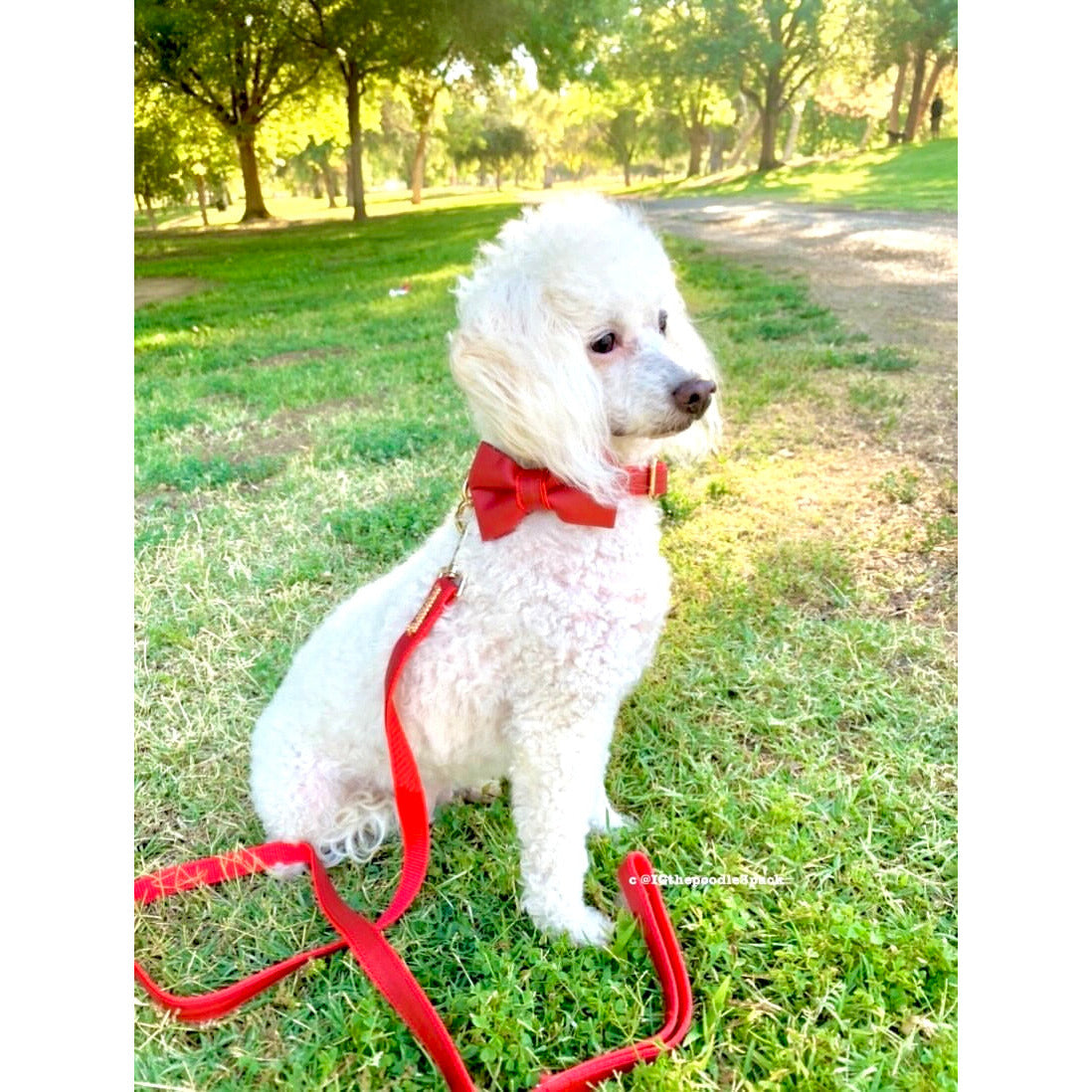 Puccissime - Cherry Red Leather Leash -