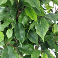 Thumbnail for Artificial Potted Ficus Tree 160cm -