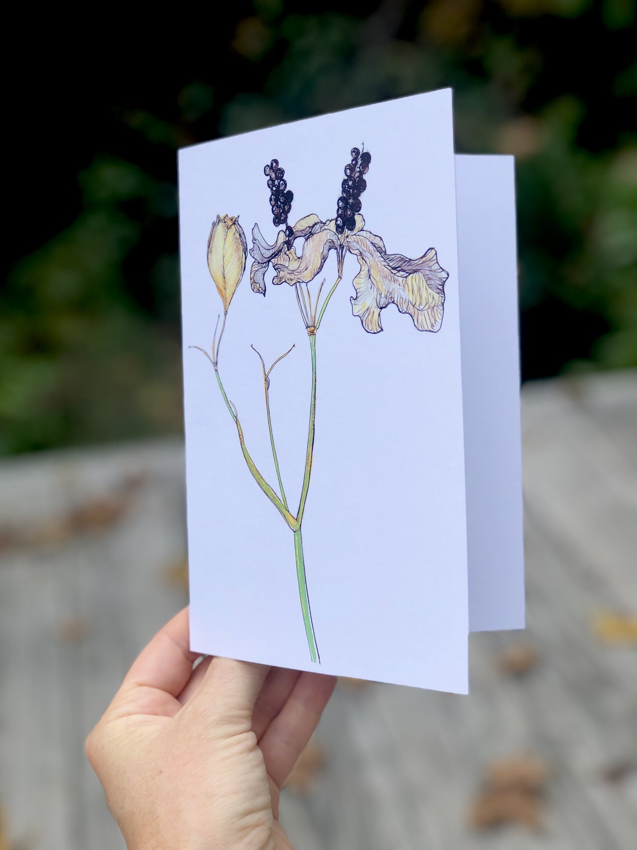 Blackberry Lily : Greeting Card - 5"X7" - 1 OR SET(6) -