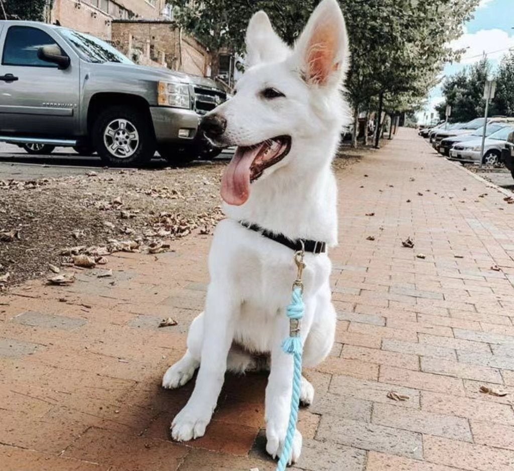 Dog Rope Leash - Mint Green -