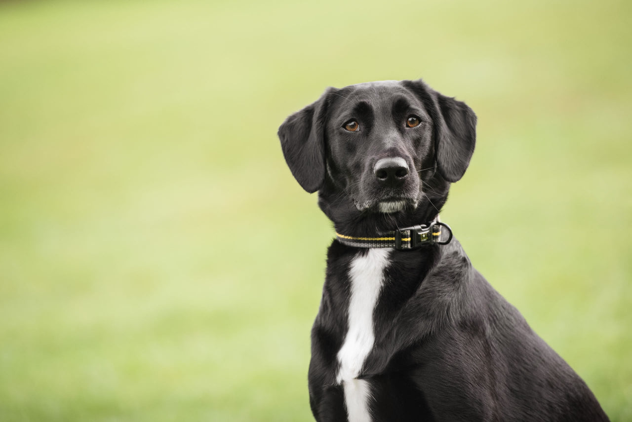 US Army Dog Collar - Dark Camo - 4 SIZES -