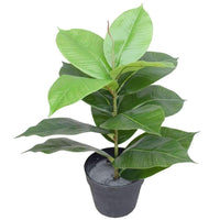 Thumbnail for Artificial Potted Rubber Plant 55 Cm -