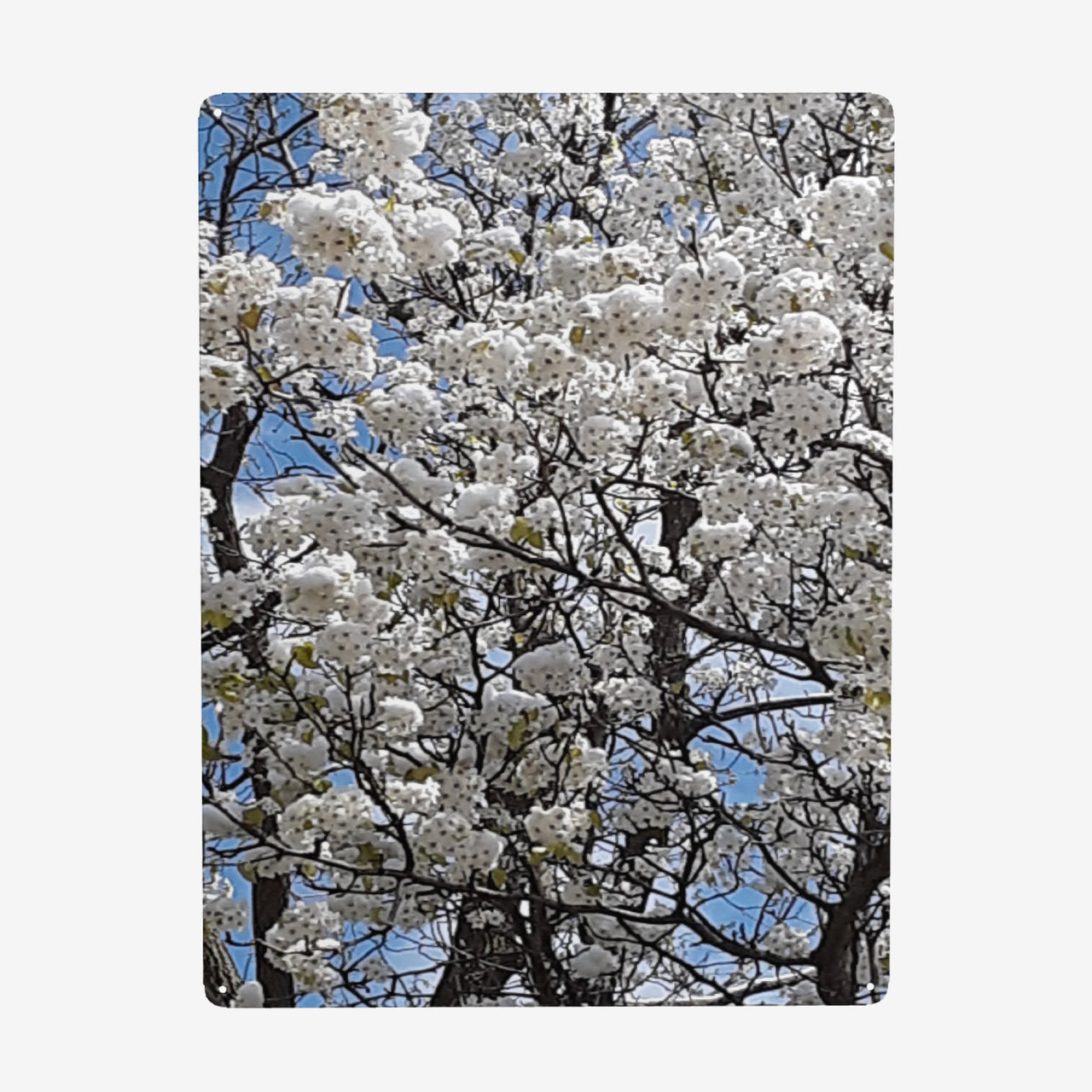 OOTO - BLOSSOMS - HC_C76 Steel Metal Art Decor 12x16in (Vertical) -