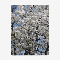 Thumbnail for OOTO - BLOSSOMS - HC_C76 Steel Metal Art Decor 12x16in (Vertical) -